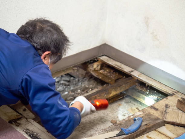 Best Professional Mold Removal  in Clayton, NC