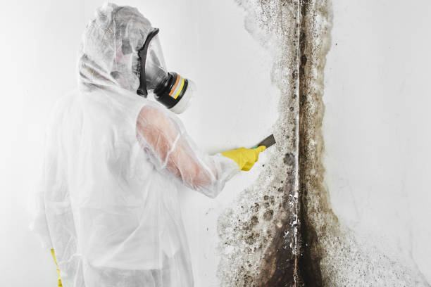Best Certified Mold Removal  in Clayton, NC
