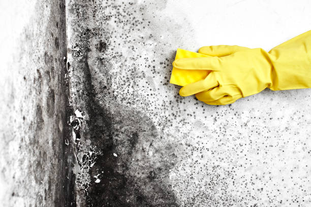 Best Same-Day Mold Removal  in Clayton, NC