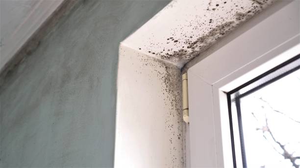 Best Emergency Mold Removal  in Clayton, NC