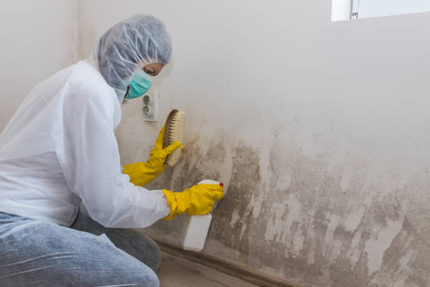 Best Attic Mold Removal  in Clayton, NC