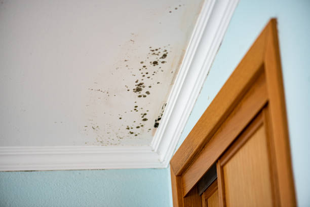 Best Residential Mold Removal  in Clayton, NC