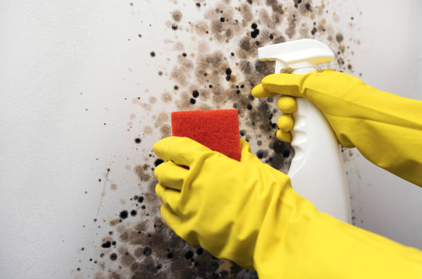 Best Affordable Mold Removal  in Clayton, NC