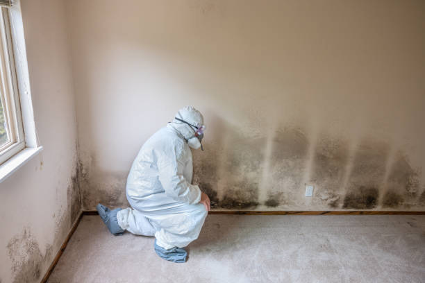 Best Mold Remediation Experts  in Clayton, NC