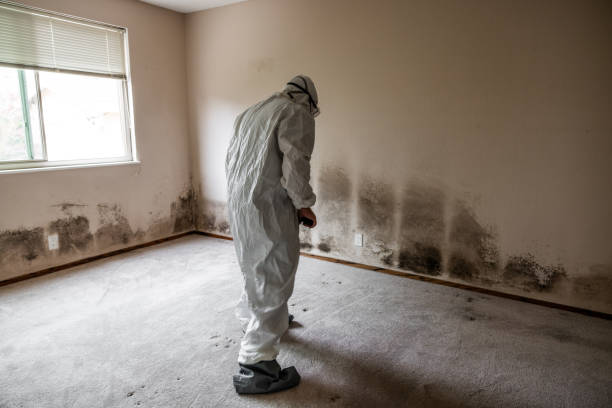 Clayton, NC Mold Removal Company