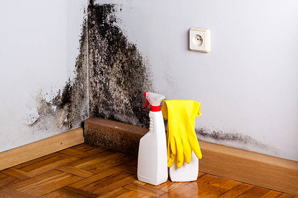  Clayton, NC Mold Removal Pros